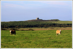Cows in front of a castle on a hill.
