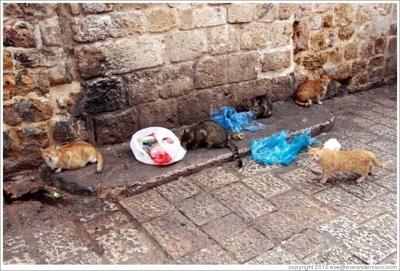 Cats eating garbage, old town Akko.