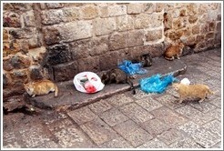 Cats eating garbage, old town Akko.