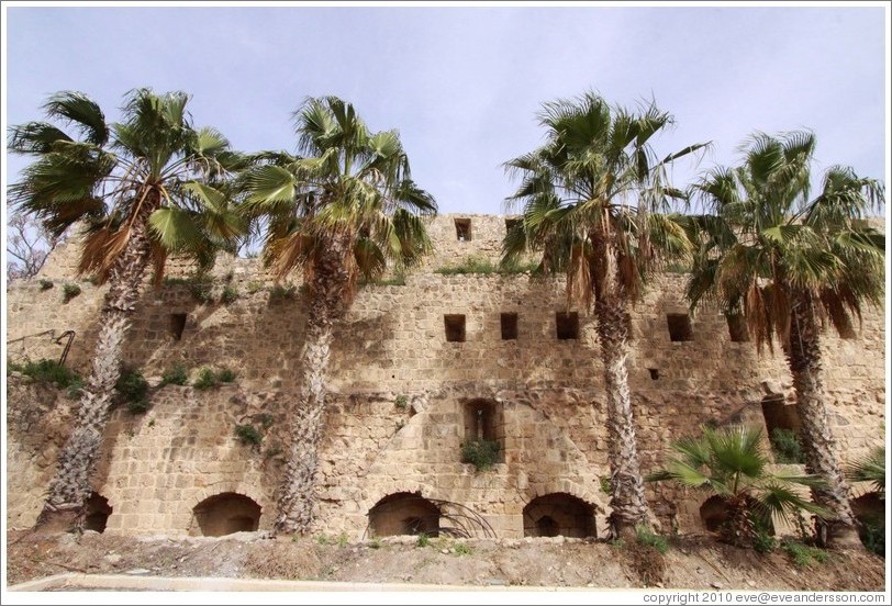 Wall and palm trees, Akko Citadel, old town Akko.