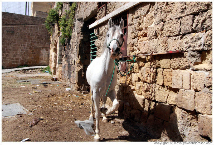 Agitated horse in a courtyard, old town Akko.