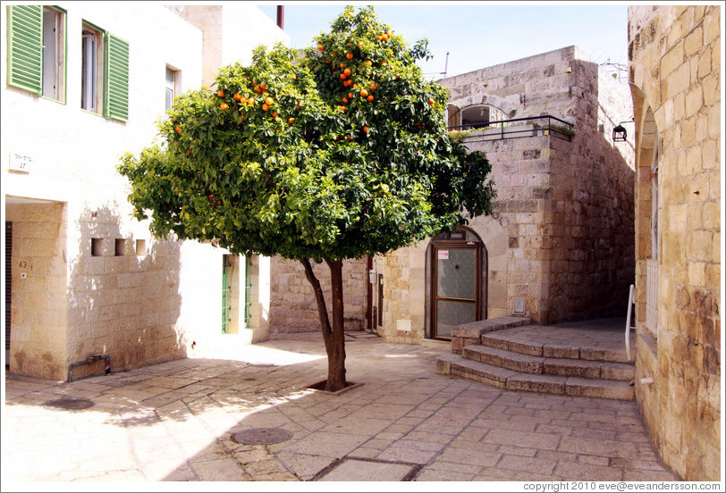 Orange tree, Beit El Road (or nearby street), Jewish Quarter, Old City of Jerusalem.