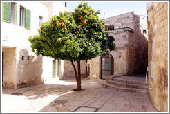 Orange tree, Beit El Road (or nearby street), Jewish Quarter, Old City of Jerusalem.