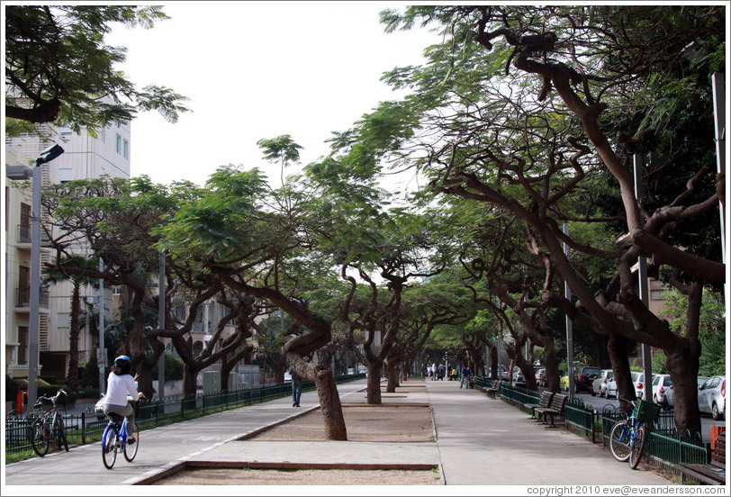 Bicyclist, Rothschild Boulevard.