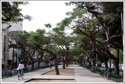 Bicyclist, Rothschild Boulevard.