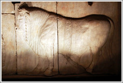 Bull, Plutei of Trajan, Basilica Aemilia, Roman Forum.