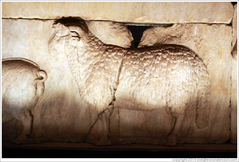 Sheep, Plutei of Trajan, Basilica Aemilia, Roman Forum.