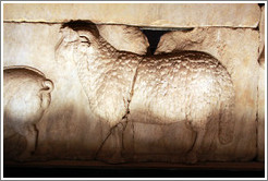 Sheep, Plutei of Trajan, Basilica Aemilia, Roman Forum.