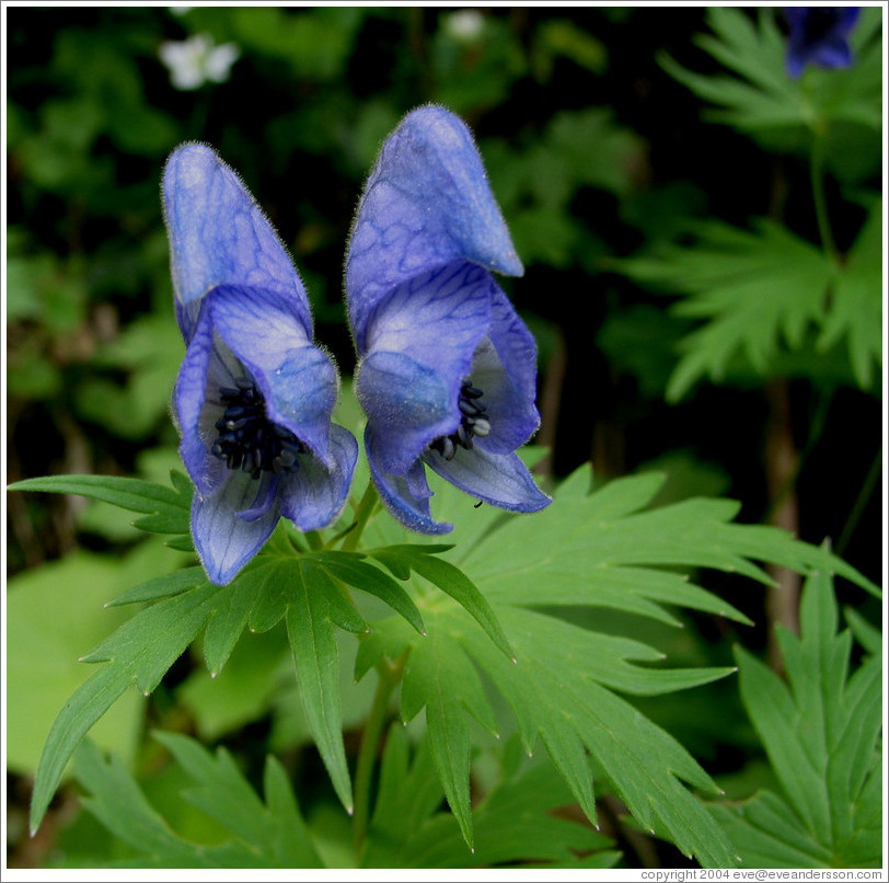 Purple flower.  Daisetsuzan National Park.  Hokkaido.