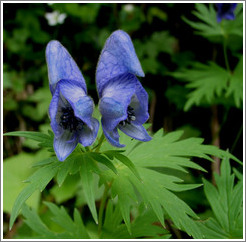 Purple flower.  Daisetsuzan National Park.  Hokkaido.