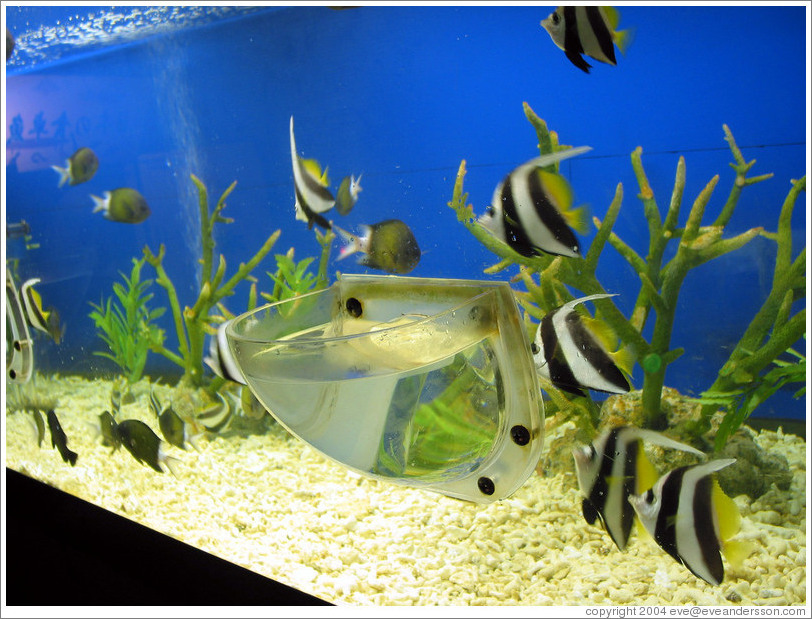 Kuji Aquarium.  This opening in the tank implies that the tank must be otherwise airtight.