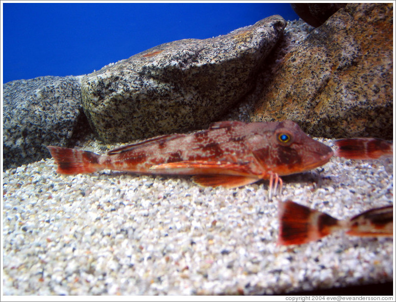 Kuji Aquarium.  This fish can walk.