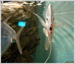 Kuji Aquarium.  Flat fish.
