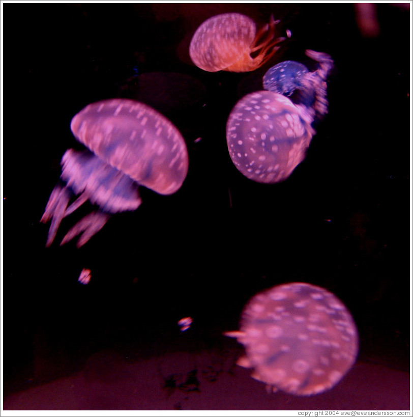 Kuji Aquarium.  Jellyfish.