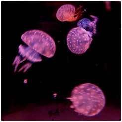 Kuji Aquarium.  Jellyfish.