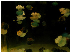 Kuji Aquarium.  Jellyfish.