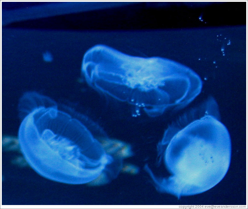 Kuji Aquarium.  Jellyfish.