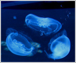 Kuji Aquarium.  Jellyfish.