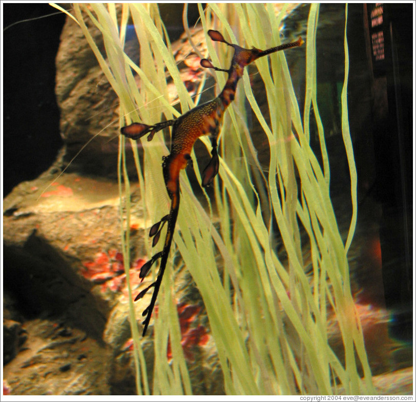 Kuji Aquarium.  Sea dragon.