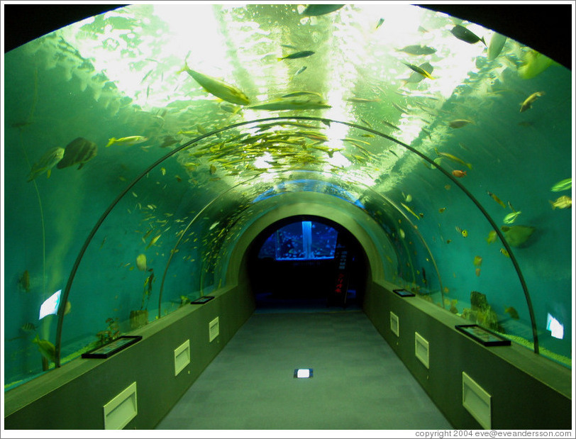 Kuji Aquarium.  Tunnel.