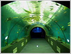 Kuji Aquarium.  Tunnel.