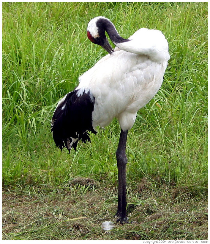 Tancho Japanese Crane Reserve.