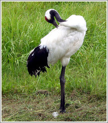 Tancho Japanese Crane Reserve.