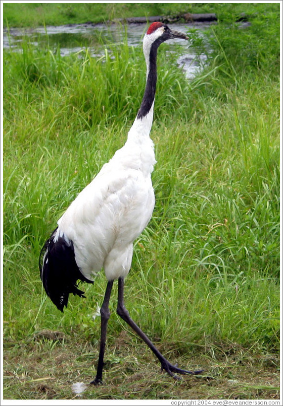 Tancho Japanese Crane Reserve.