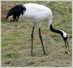 Tancho Japanese Crane Reserve.