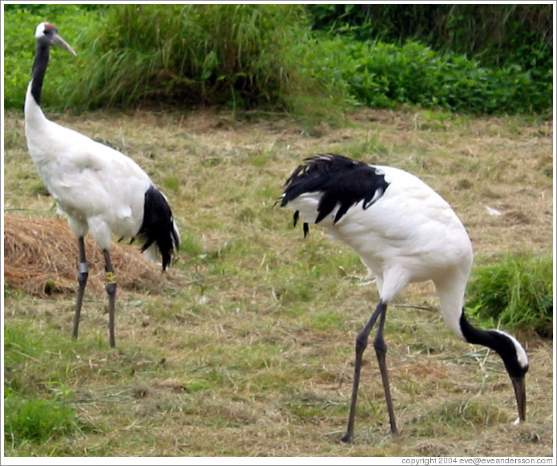 Tancho Japanese Crane Reserve.