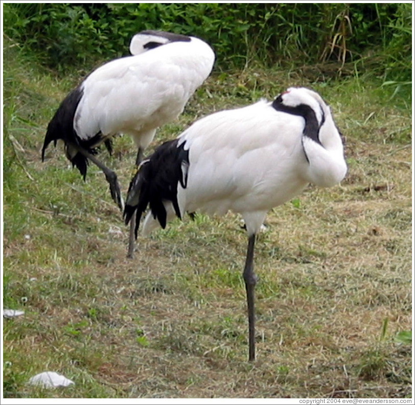 Tancho Japanese Crane Reserve.