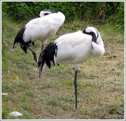 Tancho Japanese Crane Reserve.