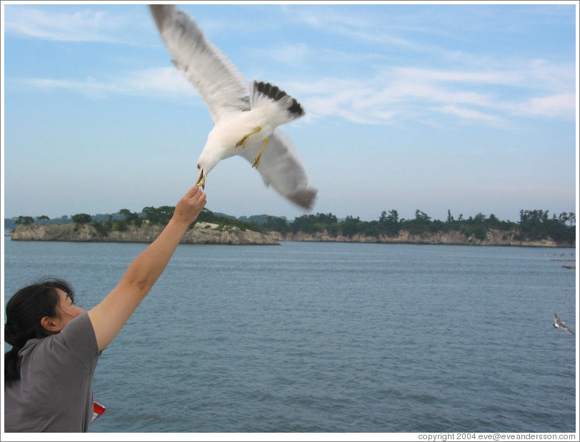 Girl feeding seagull.