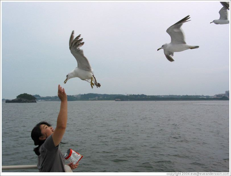 Girl feeding seagulls.