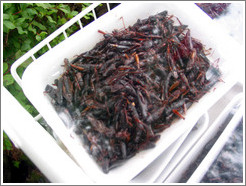 Grasshoppers for sale at Kegon Falls.