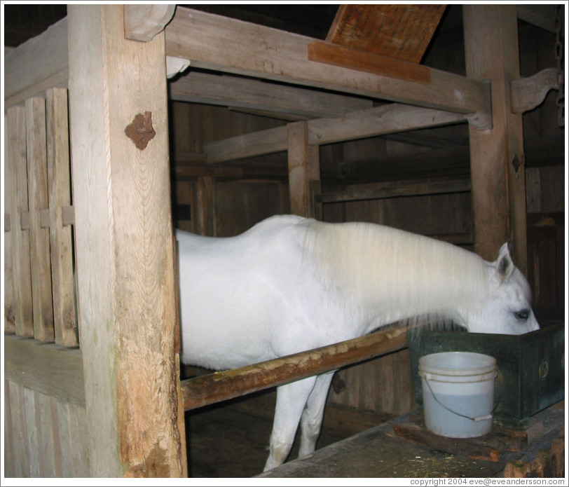 Horse on loan from New Zealand.  Tosho-gu Shrine.