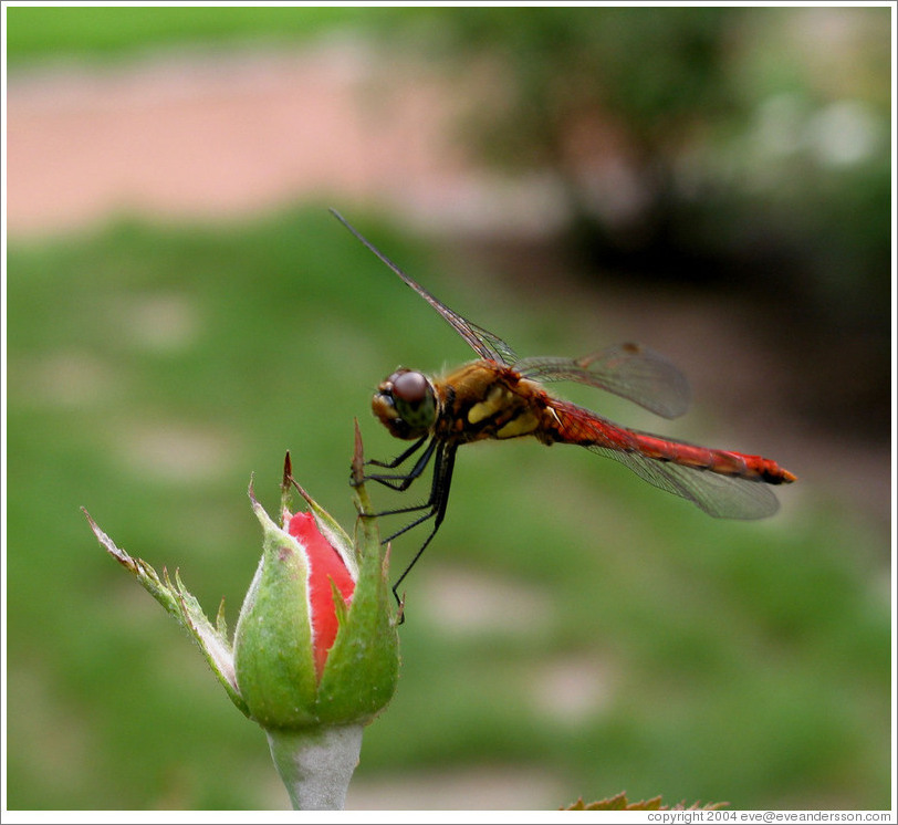 Dragonfly at Sapporo Botanical Garden.