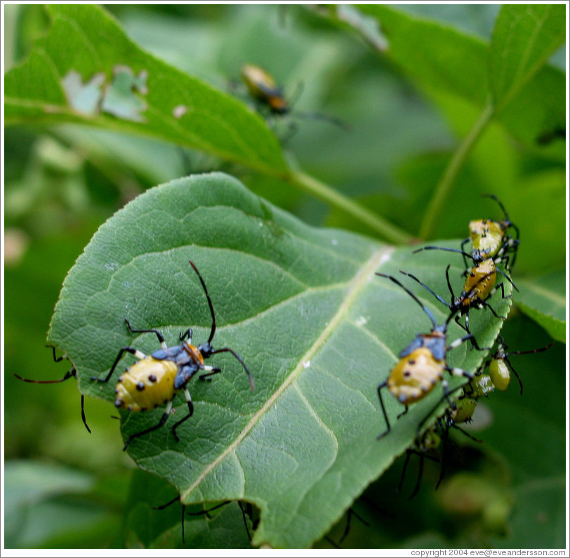 Insects at Sapporo Botanical Garden.