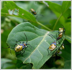 Insects at Sapporo Botanical Garden.