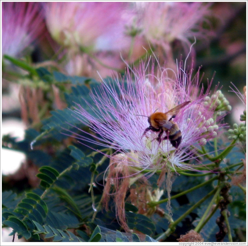 Bee on flower.  East coast of Honshu.