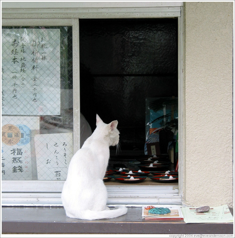 Begging cat.  Asakusa neighborhood.