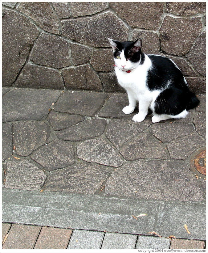 One-eyed, tailless cat.  Asakusa neighborhood.