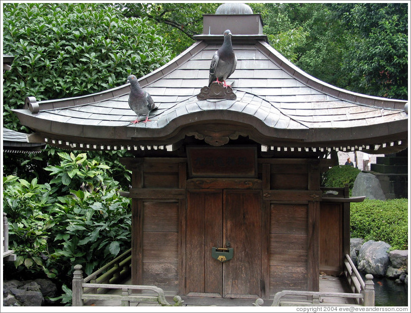 Senso-ji Temple.  Pigeons.