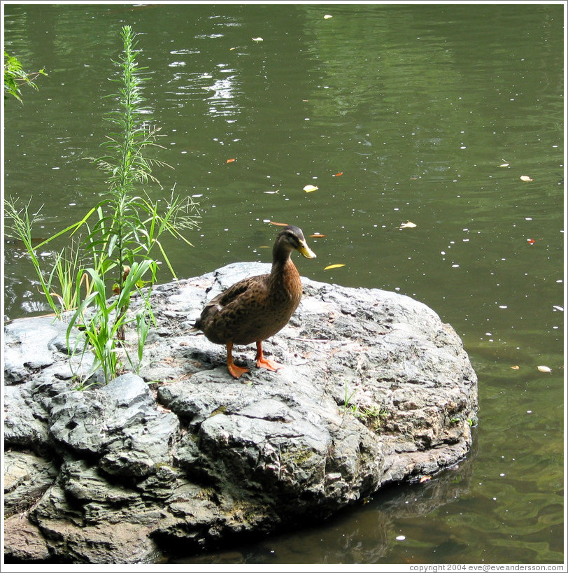 Duck.  Koishikawa Korakuen park.