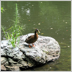 Duck.  Koishikawa Korakuen park.