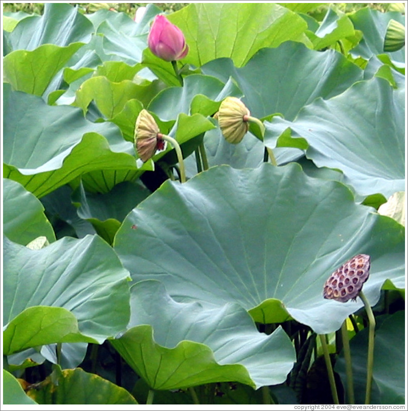 Lotus flowers.  Koishikawa Korakuen park.