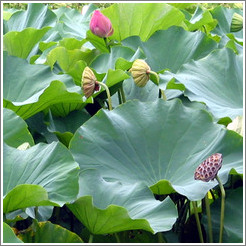 Lotus flowers.  Koishikawa Korakuen park.