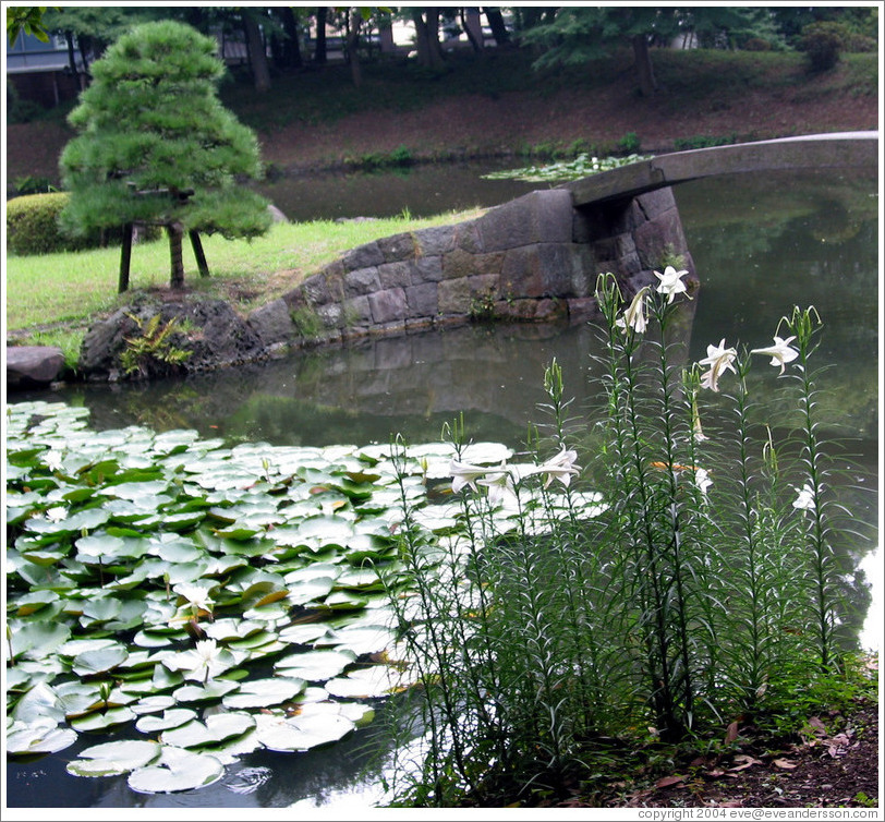 Natei.  Koishikawa Korakuen park.