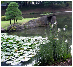 Natei.  Koishikawa Korakuen park.