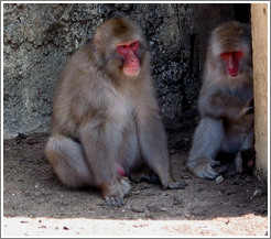 Snow monkeys in captivity.